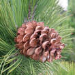 Pinus heldreichii: Bild 2/5