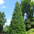 Sequoiadendron giganteum: Bild 4/8