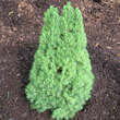 Picea glauca 'Zuckerhut': Bild 2/3