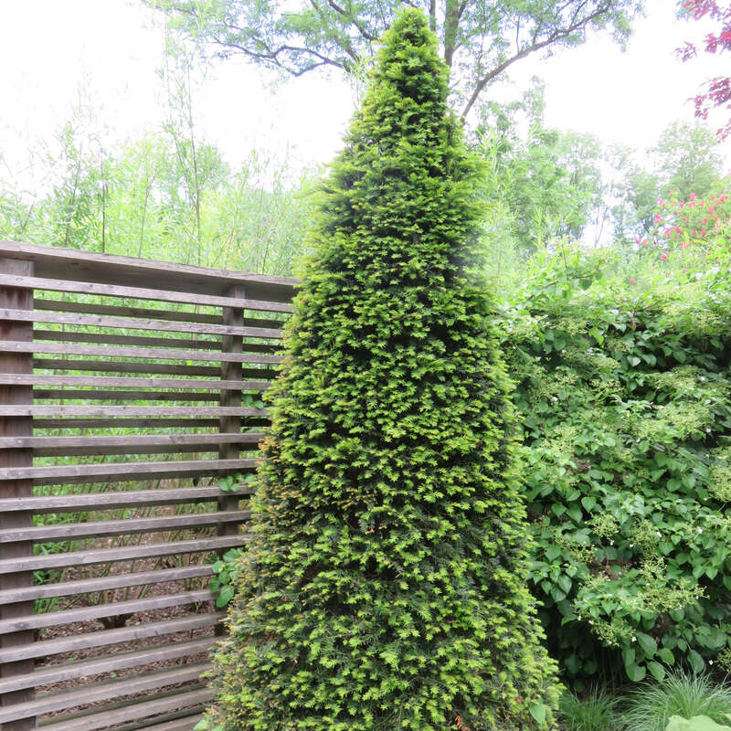 Heimische Eibe Taxus Baccata