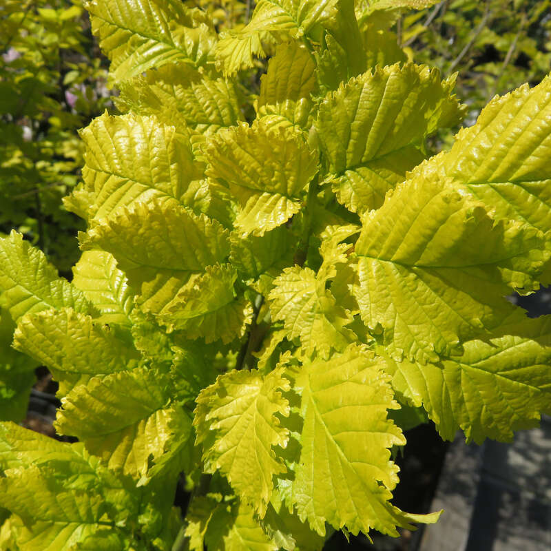 Goldulme Ulmus hollandica 'Wredei'