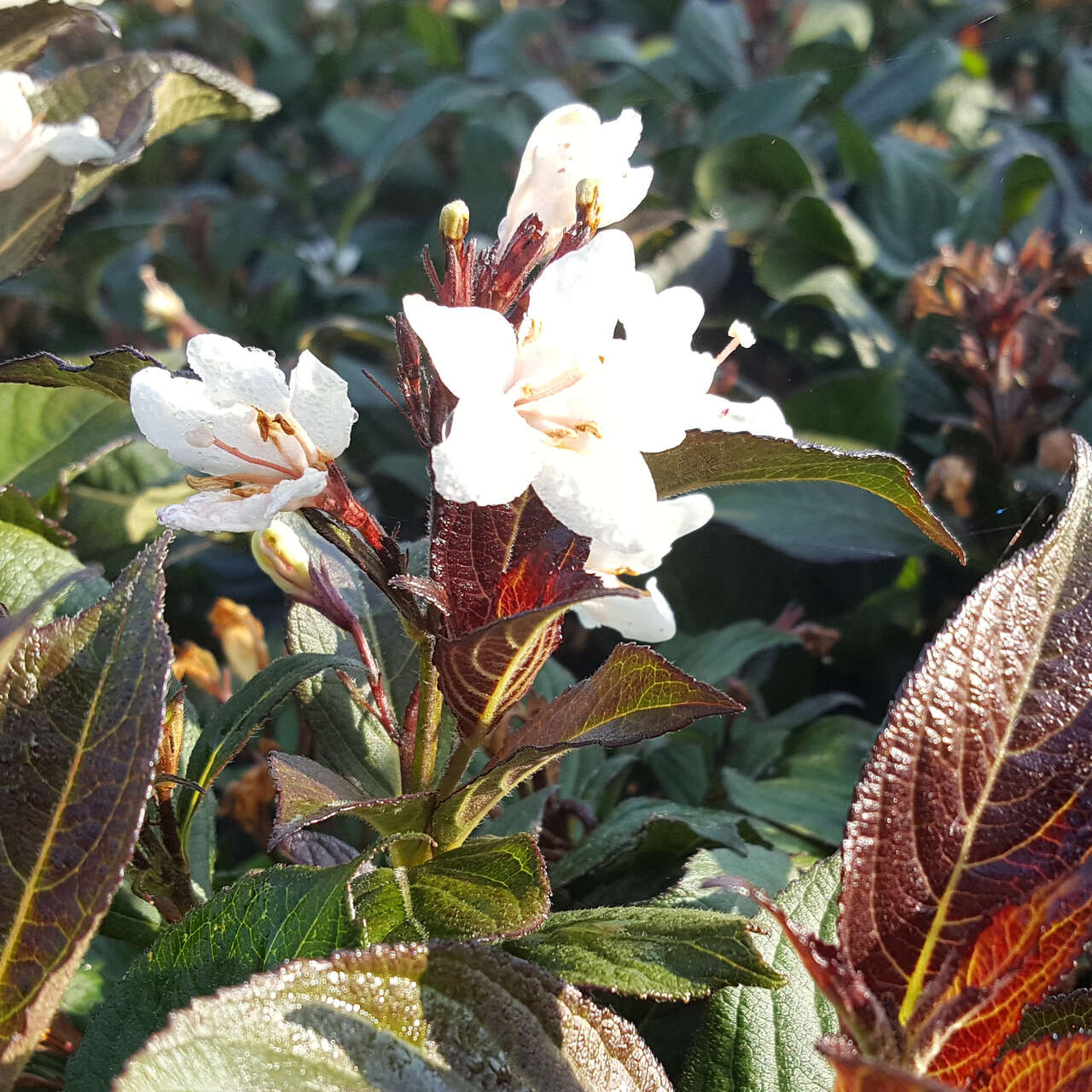 Rotblättrige Weigelie weiß Weigela 'Ebony and Ivory' weiß