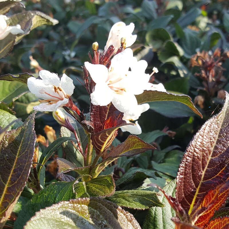 Rotblättrige Weigelie weiß Weigela 'Ebony and Ivory' weiß