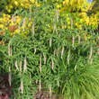 Rostrinucula dep. 'Happy Cascade': Bild 11/12