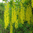 Laburnum anagyroides: Bild 3/5