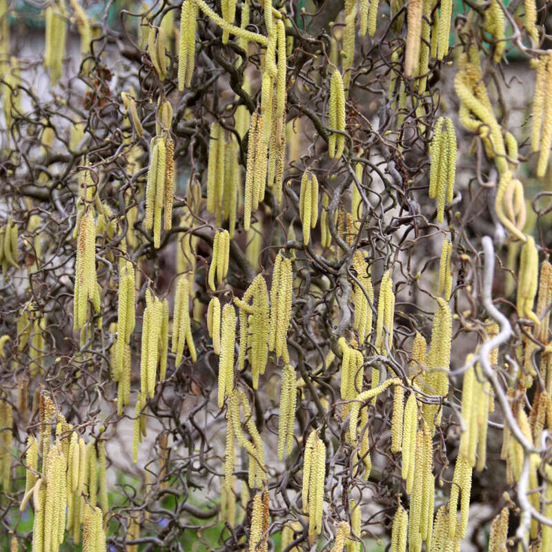 Korkenzieherhasel Corylus Avellana Contorta Gelb korkenzieherhasel-corylus-avellana-contorta-gelb