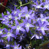 Campanula poscharskyana 'Stella' - Polster-Glockenblume