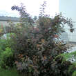Physocarpus opulif. 'Diable d'Or': Bild 8/8