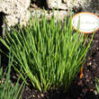 Allium schoenoprasum: Bild 4/4