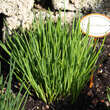 Allium schoenoprasum: Bild 4/4
