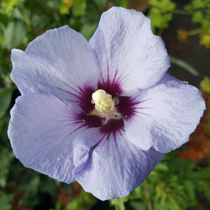 Eibisch Hibiscus syriacus 'Ultramarine' blau