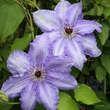 Clematis 'William Kennett': Bild 2/2