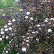 Physocarpus opulifolius 'Diable d'Or': Bild 3/8