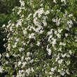 Prunus fruticosa 'Fruchtzwerg': Bild 5/5