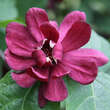 Calycanthus raulstonii 'Hartlage Wine': Bild 4/7