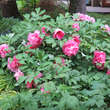 Paeonia suffruticosa rosa: Bild 6/7