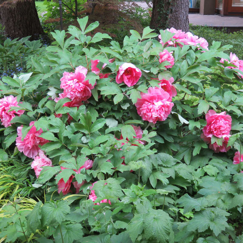 Strauch Pfingstrose Paeonia Suffruticosa Rosa Rosa