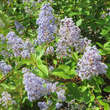 Ceanothus delilianus 'Gloire de Versailles': Bild 4/7