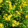 Hypericum inodorum 'Elstead': Bild 2/8