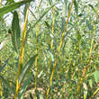 Salix rubens 'Huchtinson's Yellow': Bild 2/2