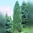 Pinus nigra 'Pyramidalis': Bild 2/3