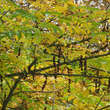 Pterocarya fraxinifolia: Bild 5/9