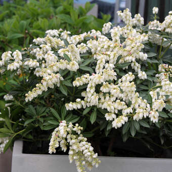 ZwergLavendelheide Pieris japonica 'Debutante' weiß