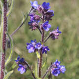 Anchusa azurea - Ochsenzunge