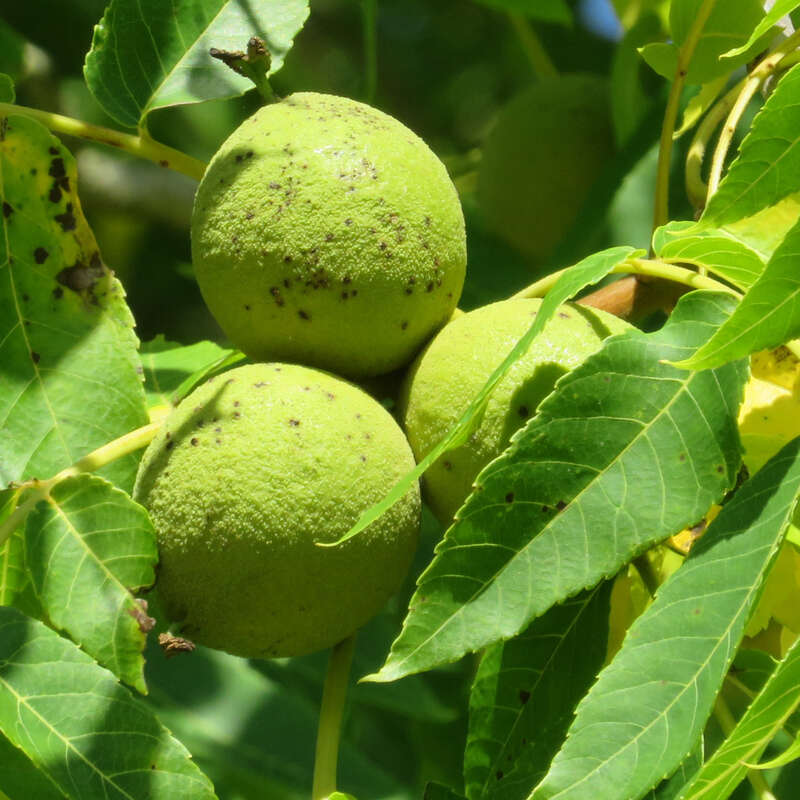 Schwarznu Juglans Nigra schwarznu-juglans-nigra