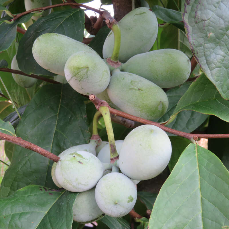Plante ASIMINA TRILOBA - Banano De Montagne 'SUNFLOWERS' En Pot - H. 70/80 Cm