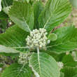Sorbus chamaemespilus (ssp.sudetica): Bild 2/7