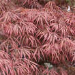 Acer palm. 'Crimson Princess' H150+: Bild 2/4