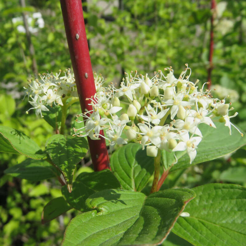 Weißer Hartriegel Cornus alba weiß
