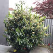 Prunus laurocerasus 'Caucasica': Bild 8/8