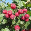 Sorbus 'Grananatnaja': Bild 8/9