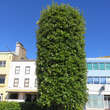 Quercus ilex: Bild 7/7