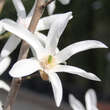 Magnolia kewensis: Bild 2/2
