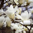 Magnolia denudata: Bild 2/7