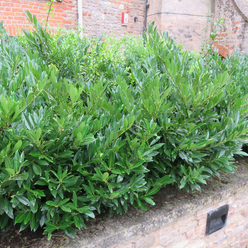 Kirschlorbeer Prunus laurocerasus 'Otto Luyken' weiß