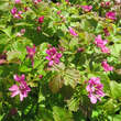 Rubus arcticus 'Linda': Bild 2/2