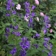 Campanula latifolia macrantha: Bild 3/3