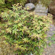 Acer palmatum 'Murasaki-kiyohime': Bild 5/6