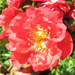 Chaenomeles 'Pink Storm': Bild 2/4