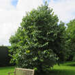 Morus nigra: Bild 5/5
