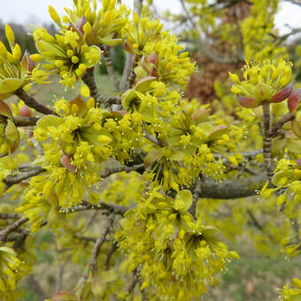 Frucht-Dirndlstrauch - Cornus mas 'Kasanlak' - gelb