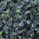 Leptinella squalida 'Platt's Black' - Fiederpolster