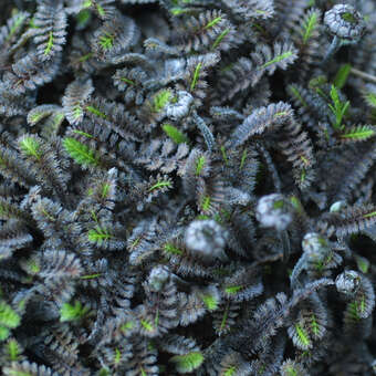 Leptinella squalida 'Platt's Black'