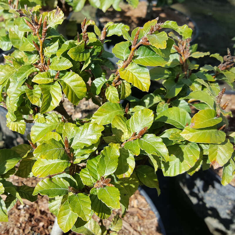 Zwergbuche - Fagus sylvatica 'Asterix'