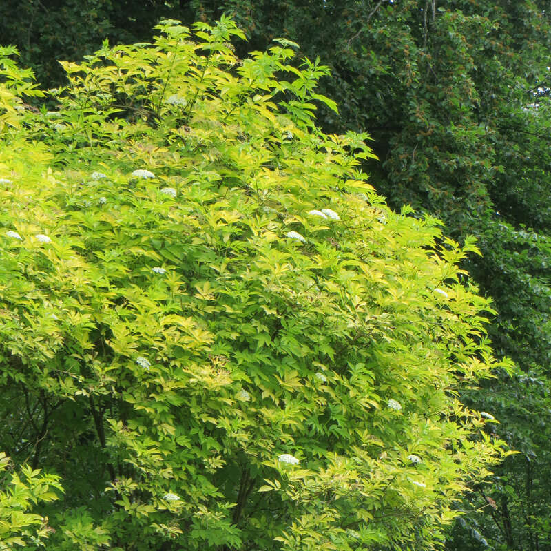 Gelber Traubenholunder - Sambucus racemosa ‘Plumosa Aurea’