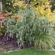 Rostrinucula dep. 'Happy Cascade': Bild 9/12
